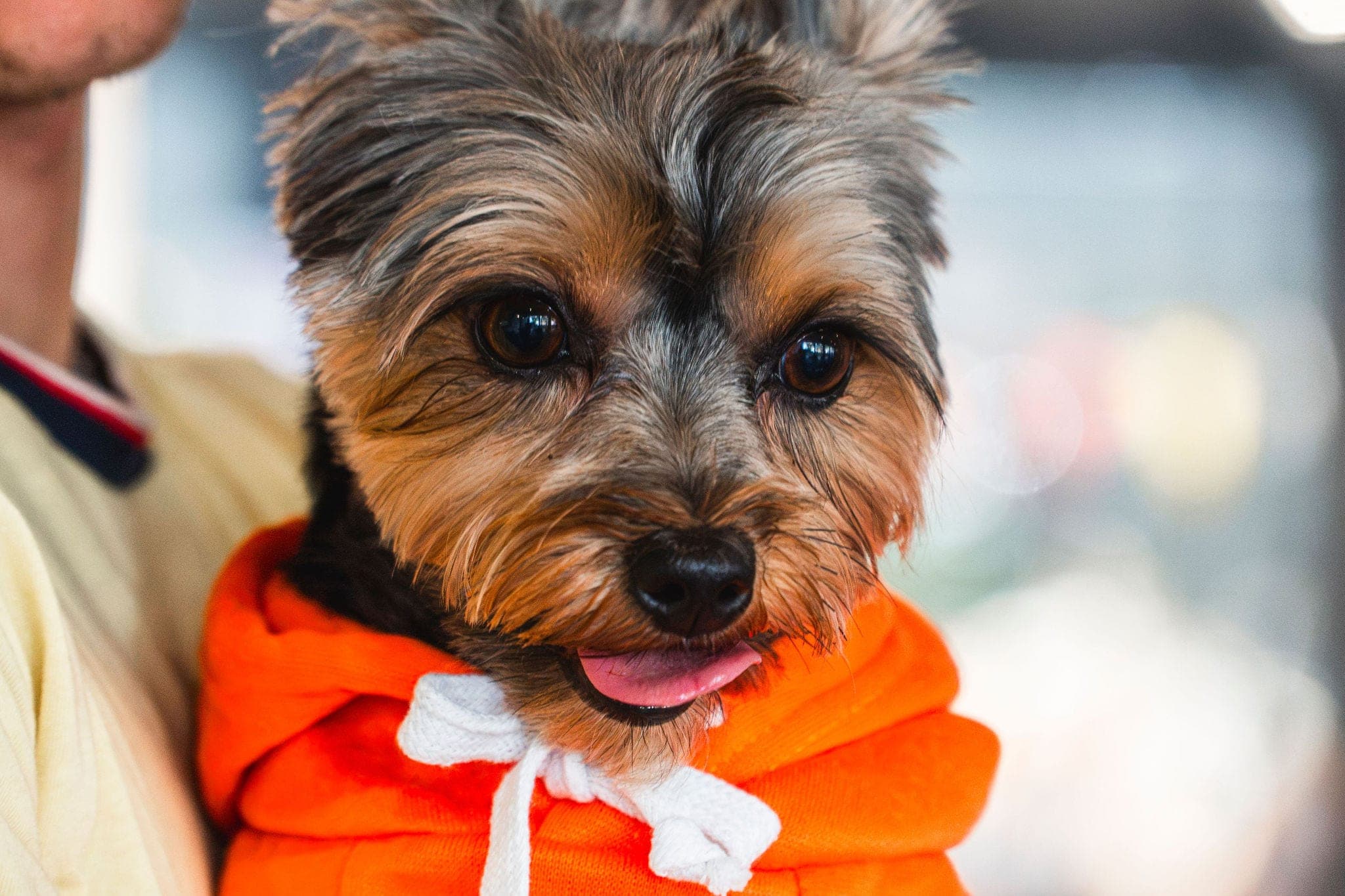 A Yorkie in an orange hoodie, caught mid-grin at the Windy City Yorkies meet-up